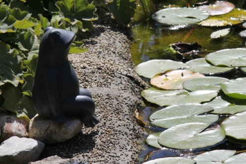 Der Frosch am Teich