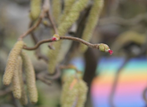 die ersten Knospen