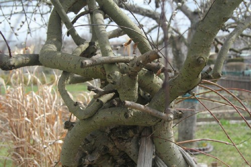 Wirren der Natur