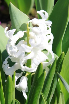 Frühlingsblüher