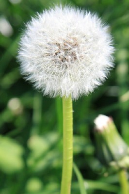 Pusteblume