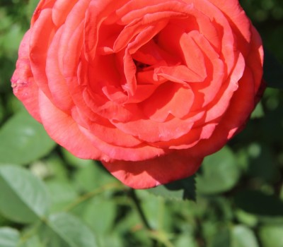 rote Rose